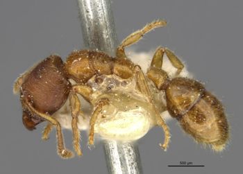 Media type: image;   Entomology 23076 Aspect: habitus lateral view